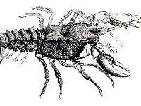 crayfish illustation : R_H_images