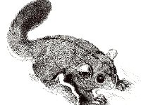 sugarglider : R_H_images